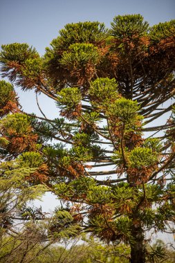 Parktaki çam ağacı dalları