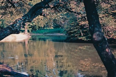 Parkta gölü olan güzel bir manzara. 