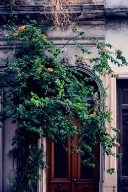Şehirdeki güzel mimari ve yeşil ağaç.