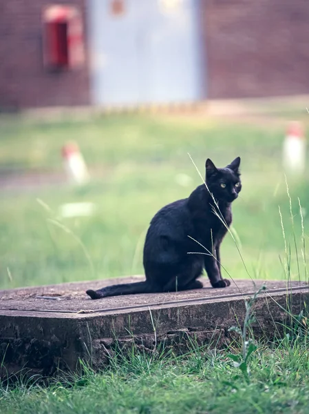 Černá Kočka Sedí Ulici — Stock fotografie