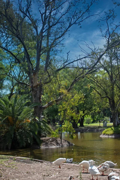 Piękny Widok Park Mieście — Zdjęcie stockowe