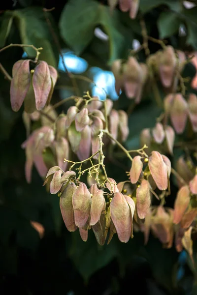 Beautiful Botanical Shot Natural Wallpaper — Stock Photo, Image