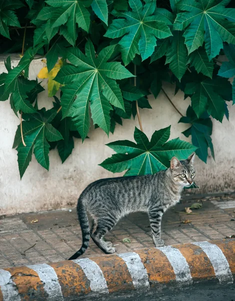 Tabby Katt Promenader Gatan — Stockfoto
