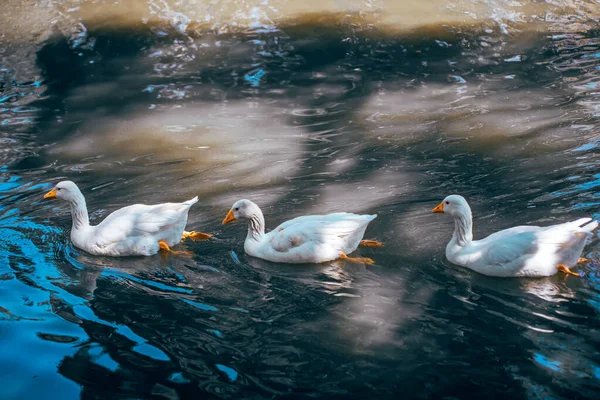 Cisnes Blancos Lago —  Fotos de Stock