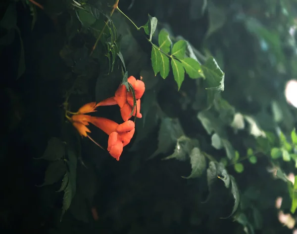 Güzel Botanik Fotoğrafı Doğal Duvar Kağıdı — Stok fotoğraf