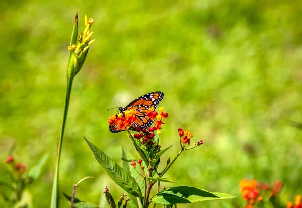 Primer Plano Hermosa Mariposa Naturaleza — Foto de Stock