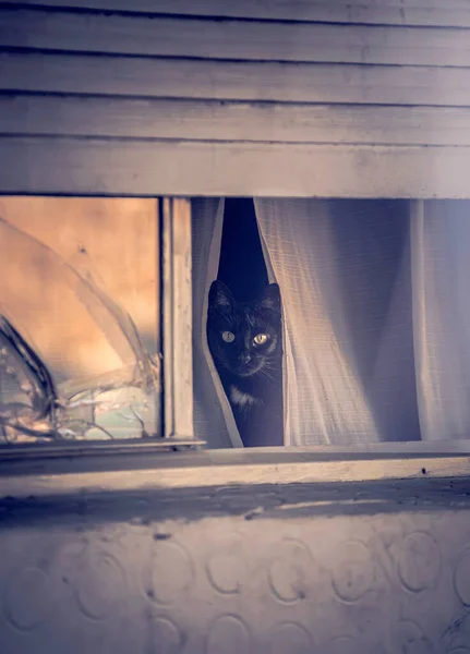 Černá Kočka Velkýma Zelenýma Očima — Stock fotografie