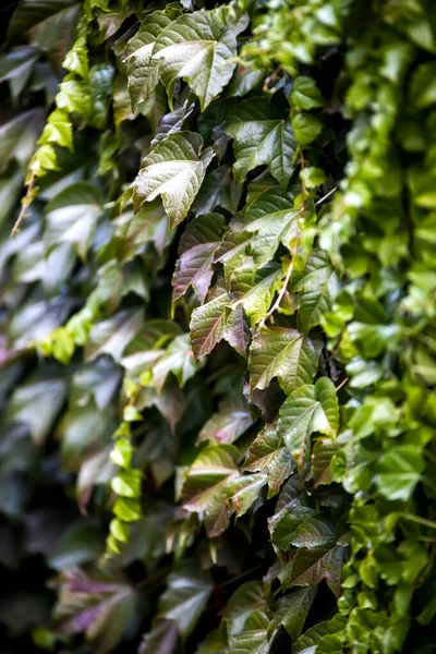 Primo Piano Uno Sfondo Foglie Verde — Foto Stock