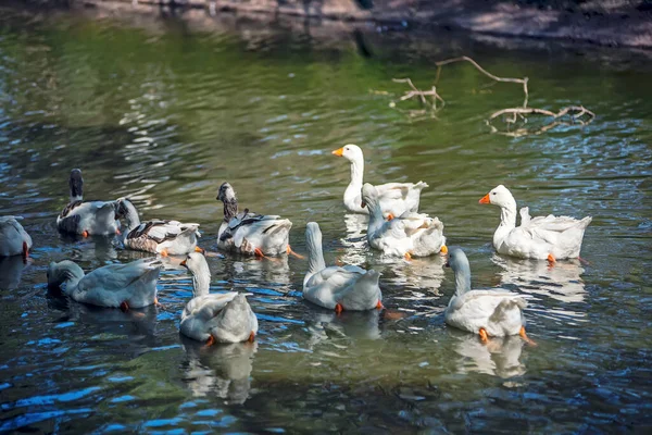 Gansos Blancos Lago —  Fotos de Stock