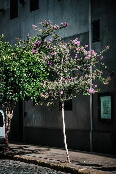 Piękne Drzewa Kwiatami Ulicy — Zdjęcie stockowe