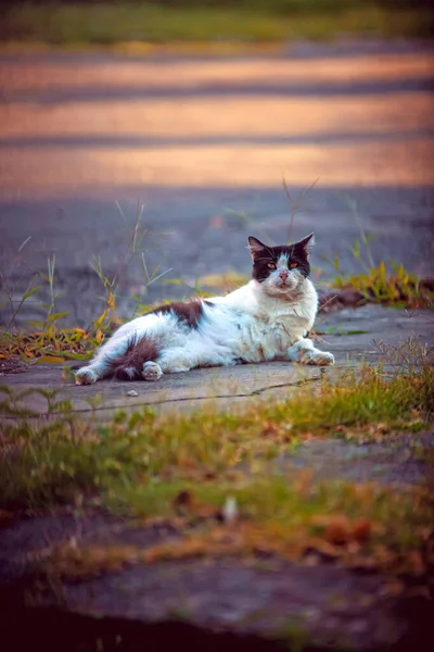 Schöne Streunende Katze Auf Der Straße — Stockfoto