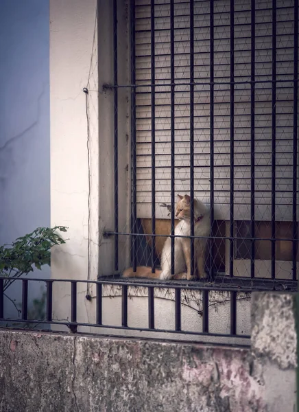 Pencere kenarında oturan kırmızı kedi