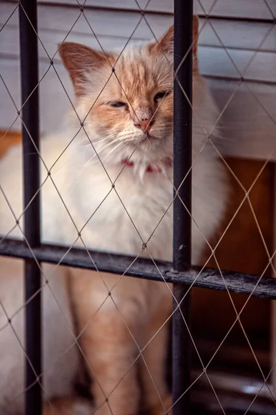 Bela Vista Close Gato Vermelho — Fotografia de Stock