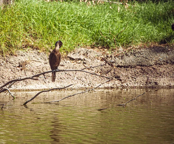Прекрасный Снимок Птицы Воде — стоковое фото
