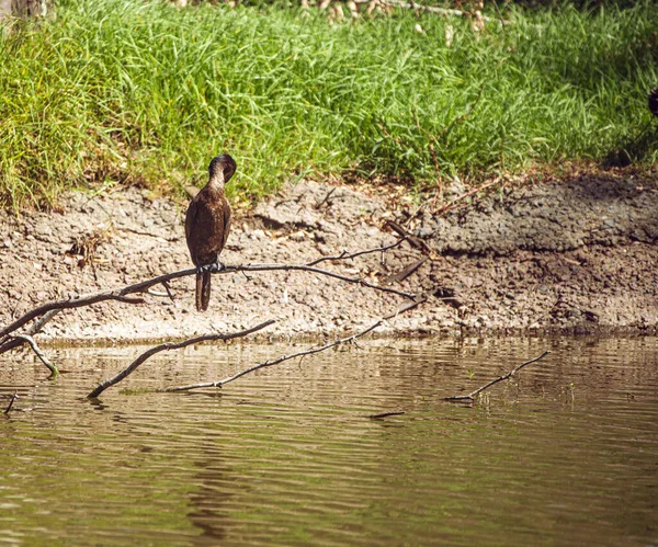 Beau Cliché Oiseau Dans Eau — Photo