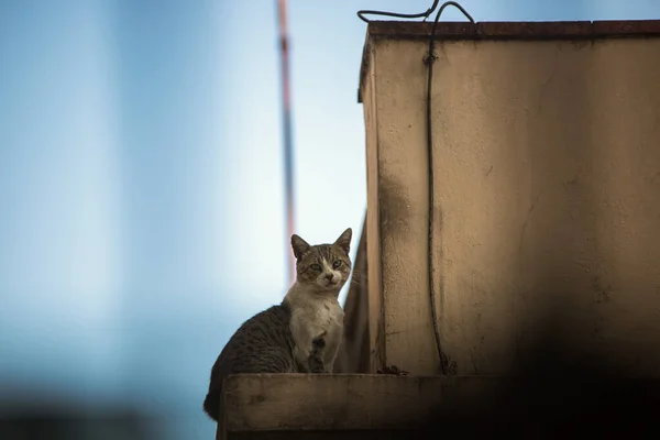 Herrelös Katt Sitter Gatan — Stockfoto