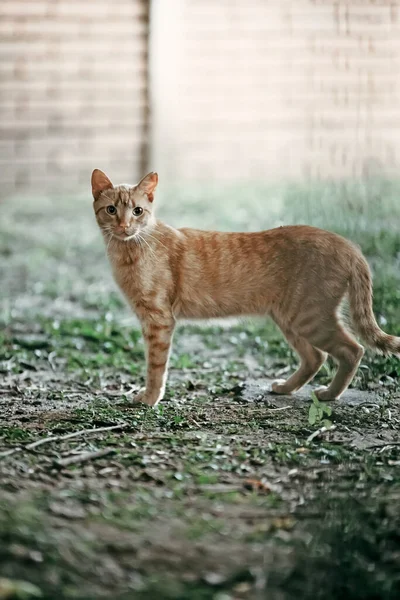 아름다운 길잃은 고양이 — 스톡 사진
