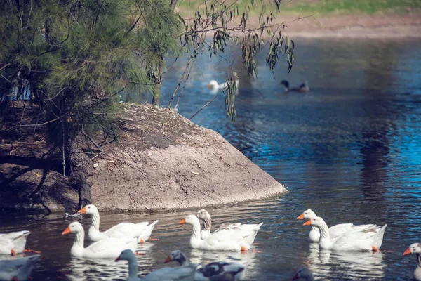 Weiße Schwäne Auf Dem See — Stockfoto