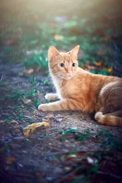 Güzel Sokak Kedisi — Stok fotoğraf