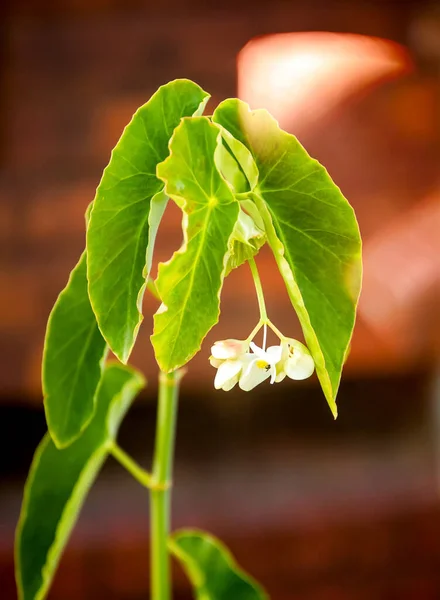 Beautiful Botanical Shot Natural Wallpaper — Stock Photo, Image