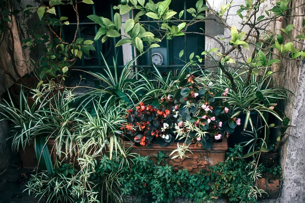 Piękne Botaniczne Ujęcie Naturalna Tapeta — Zdjęcie stockowe