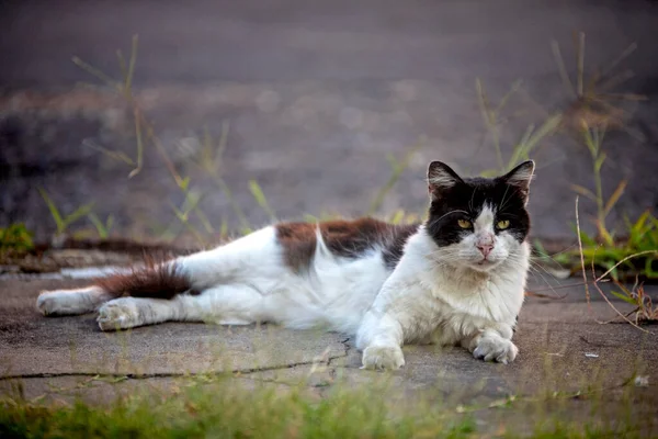 Hermoso Gato Callejero Calle — Foto de Stock