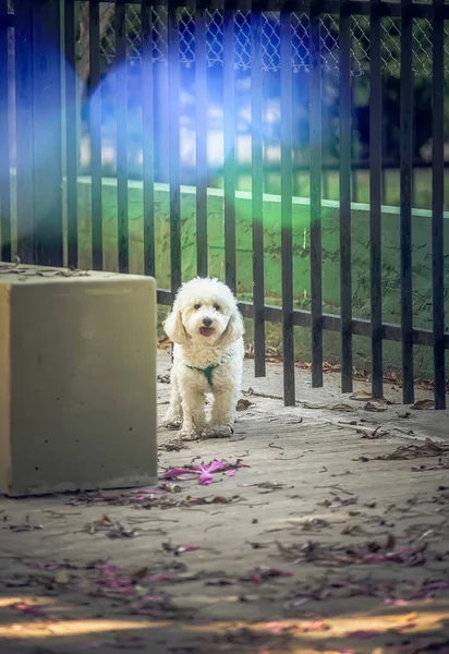 Parktaki küçük beyaz köpek