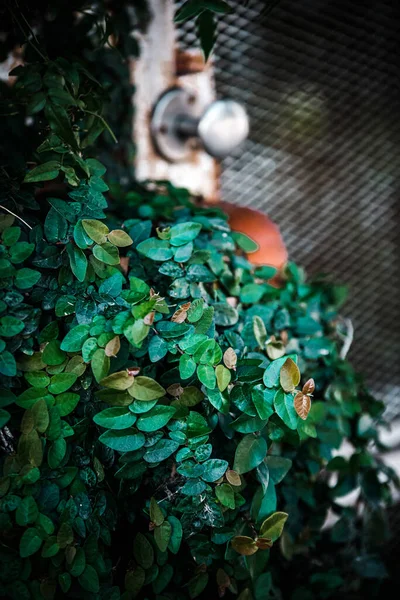 Schöne Botanische Aufnahme Natürliche Tapete — Stockfoto