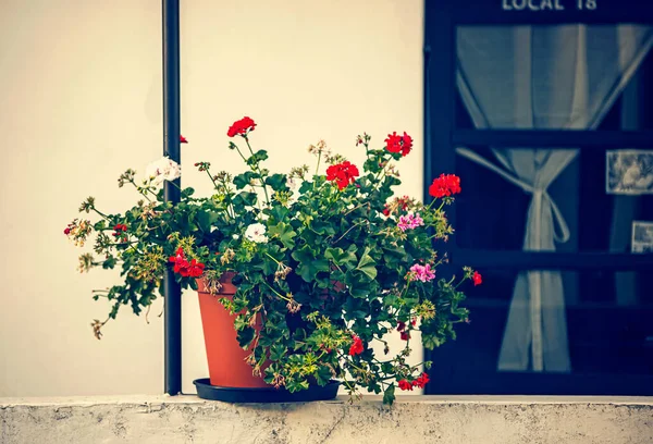 Rote Blumen Topf Auf Der Straße — Stockfoto