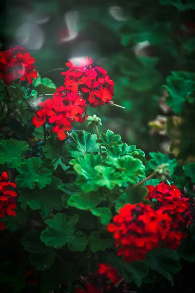 Güzel Botanik Fotoğrafı Doğal Duvar Kağıdı — Stok fotoğraf