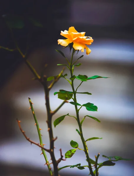 花园里美丽的玫瑰花 — 图库照片