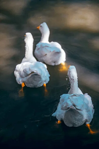 Gansos Blancos Lago —  Fotos de Stock
