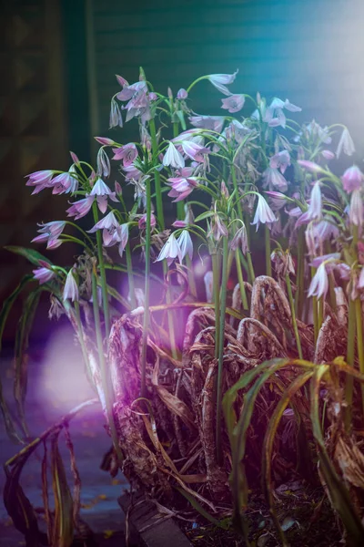 Hermoso Plano Botánico Fondo Pantalla Natural — Foto de Stock