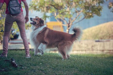 Parktaki genç sevimli köpek.
