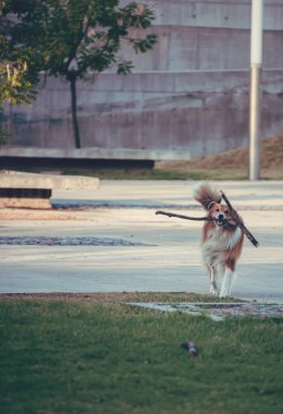 Parktaki genç sevimli köpek.