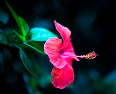 Buenos Aires 'te pembe amber çiçeği.