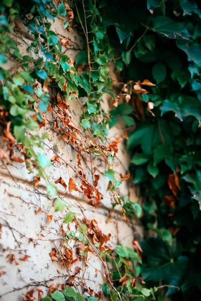 Schöne Botanische Aufnahme Natürliche Tapete — Stockfoto