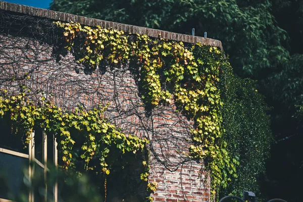 Beautiful Ivy Leaves Wall — Stock Photo, Image