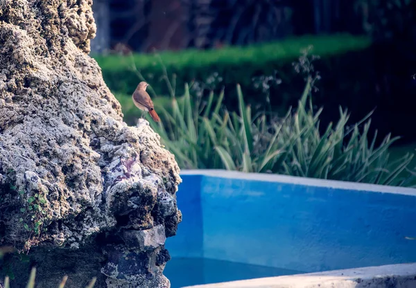 Pequeno Pássaro Está Nadando Água — Fotografia de Stock