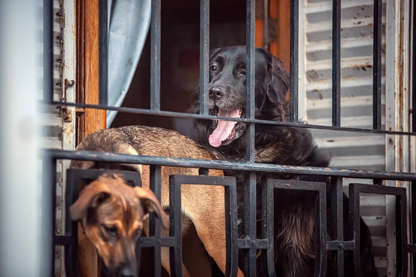 Two Cute Dogs Balcony — Fotografia de Stock