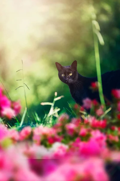 Bahçedeki Sevimli Siyah Kedi — Stok fotoğraf