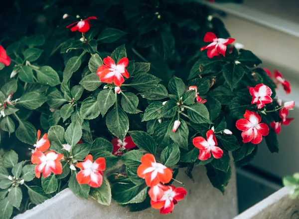 Bahçedeki güzel çiçekler