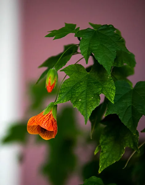 Hermosa Flor Naranja Vista Cerca —  Fotos de Stock