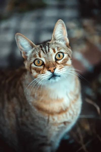 Porträt Einer Süßen Katze Die Die Kamera Blickt — Stockfoto