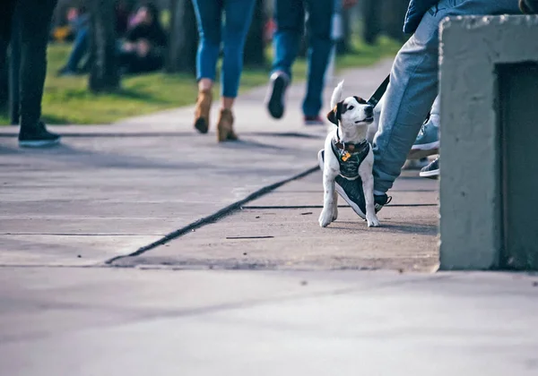 Carino Cane Giocare Nel Parco — Foto Stock