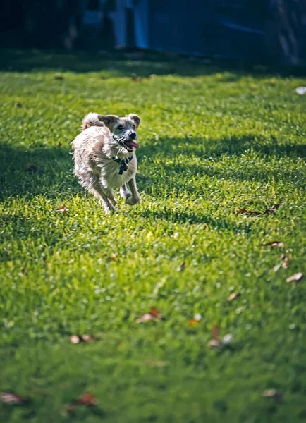 Ένα Νεαρό Χαριτωμένο Σκυλί Παίζει Στο Πάρκο — Φωτογραφία Αρχείου