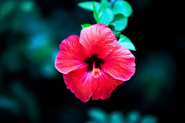 Pink Hibiscus Flower Buenos Aires — Stock Photo, Image