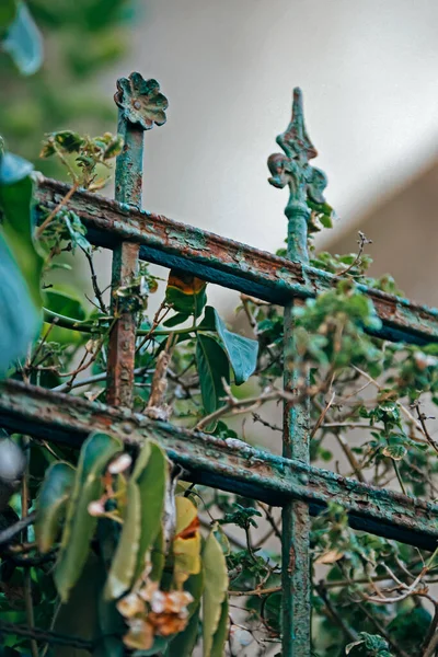 Mooi Botanisch Schot Natuurlijk Behang — Stockfoto