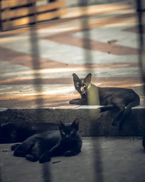 Mignons Chats Noirs Reposant Sur Rue — Photo