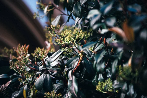 Perto Uma Fábrica Jardim — Fotografia de Stock